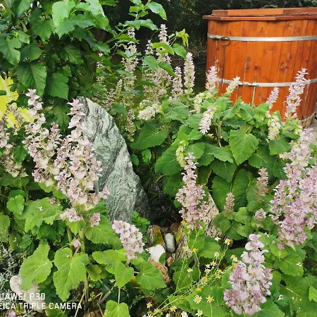 Csillaghegyi Oazis * Siófok